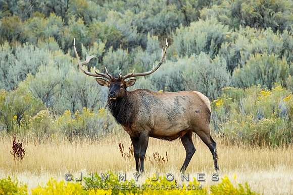 Bull Elk