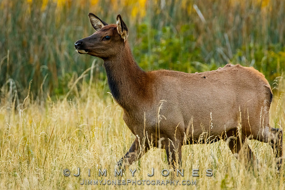 Elk Cow