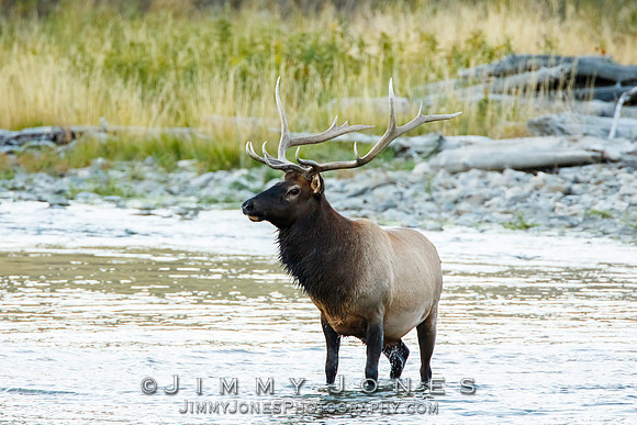 Bull Elk