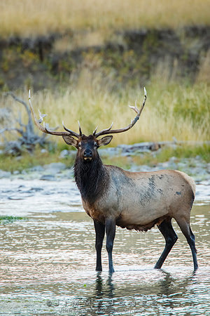 Bull Elk