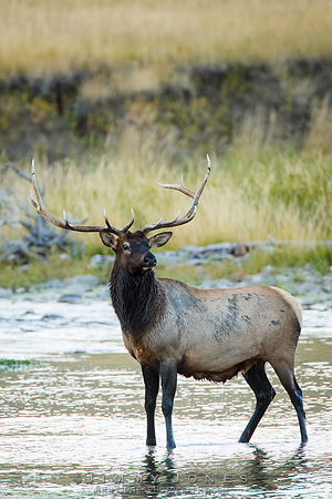 Bull Elk