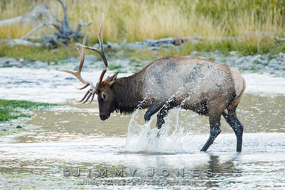 Bull Elk