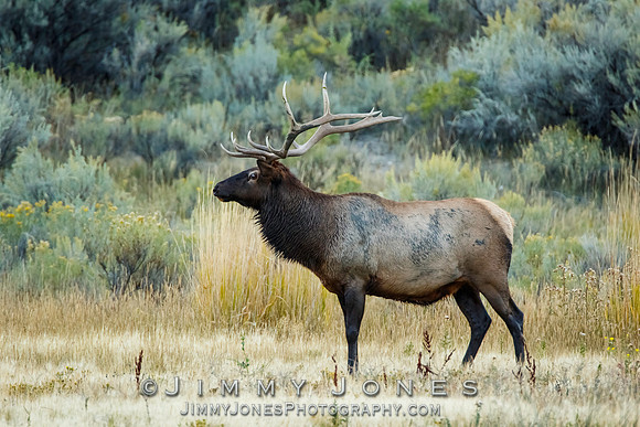 Bull Elk