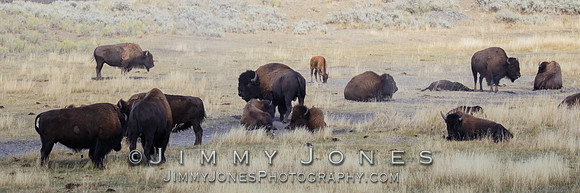 Bison