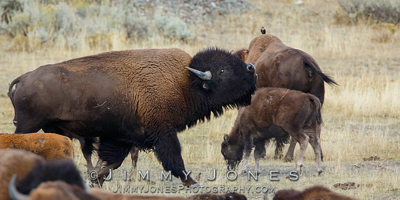 Bison Bull