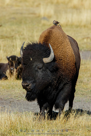 Bison