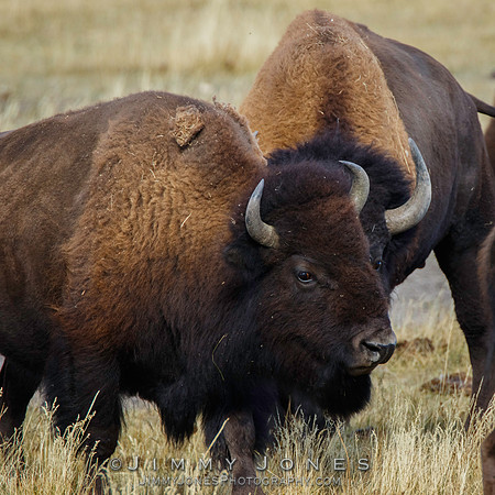 Bison