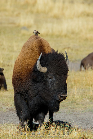 Bison