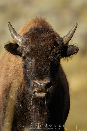 Bison