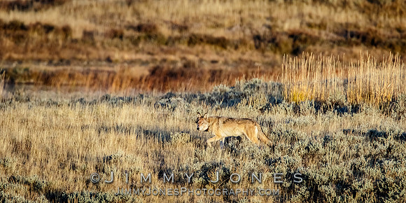 Prospect Peak Pack Alpha Female 821