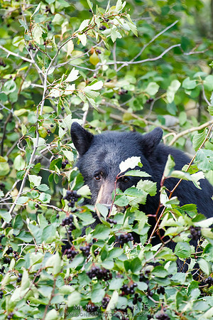 Black Bear