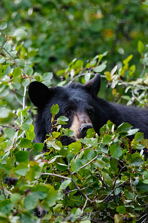 Black Bear