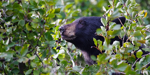 Black Bear