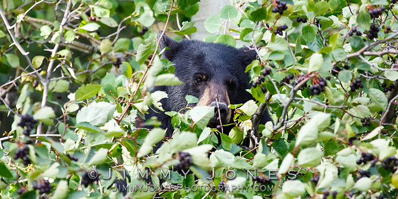Black Bear