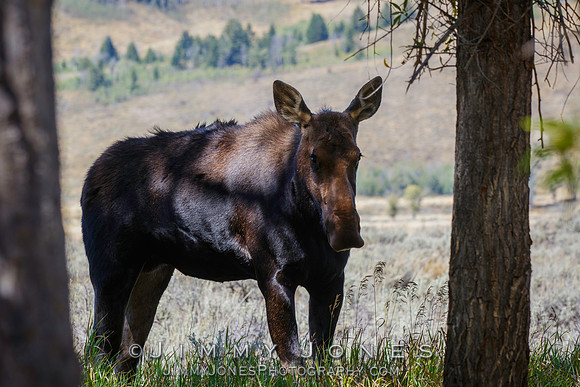 Moose Cow