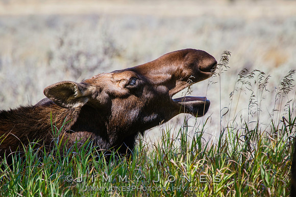 Moose Cow