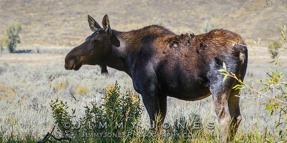 Moose Cow