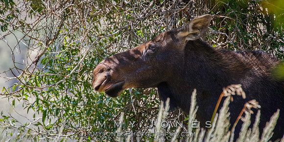 Moose