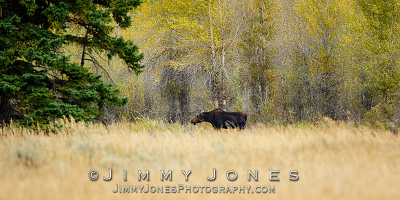 Cow Moose