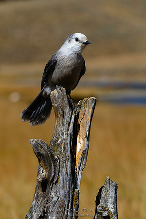 Rocky Mountain Gray Jay