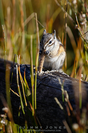 Chipmunk