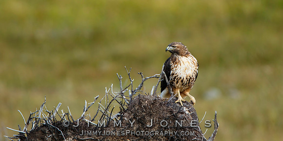 Red-tailed Hawk