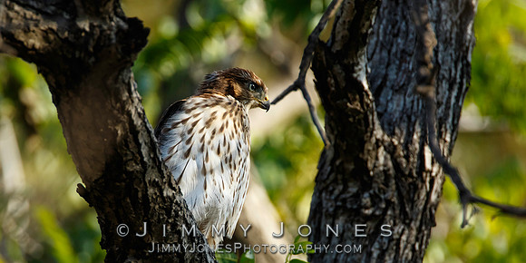 Cooper's Hawk - (Juvenile)