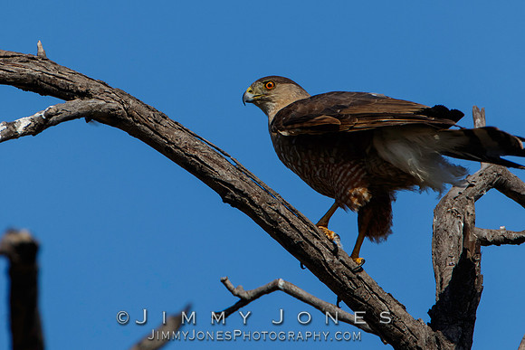 Cooper's Hawk