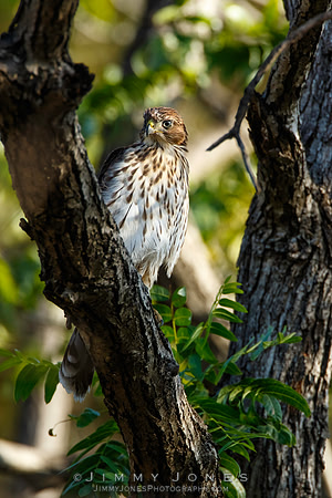 Cooper's Hawk - (Juvenile)