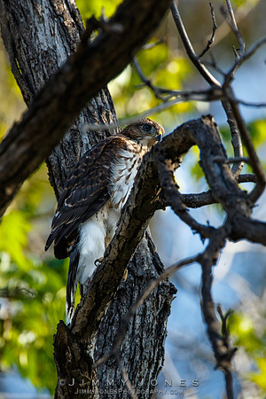 Cooper's Hawk - (Juvenile)