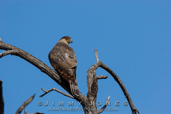 Cooper's Hawk