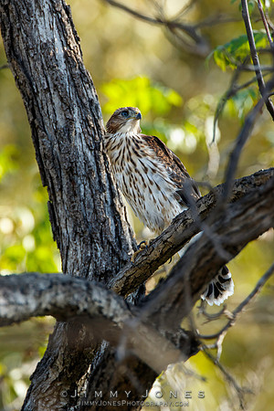 Cooper's Hawk - (Juvenile)
