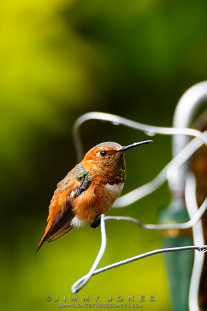 Allen's Hummingbird