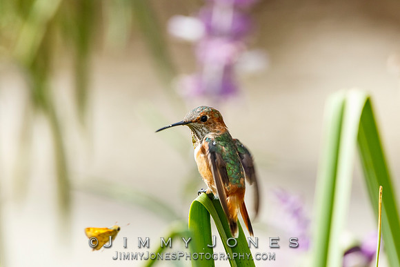 Allen's Hummingbird / Aggressive Butterfly