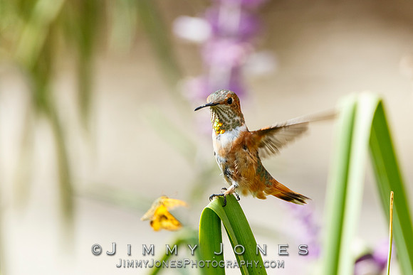 Allen's Hummingbird / Aggressive Butterfly