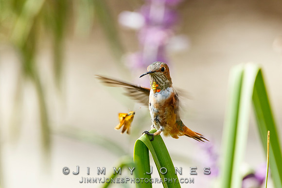 Allen's Hummingbird / Aggressive Butterfly