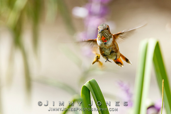 Allen's Hummingbird / Aggressive Butterfly
