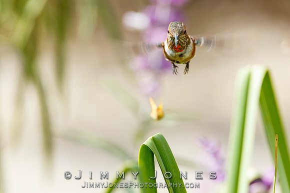 Allen's Hummingbird / Aggressive Butterfly