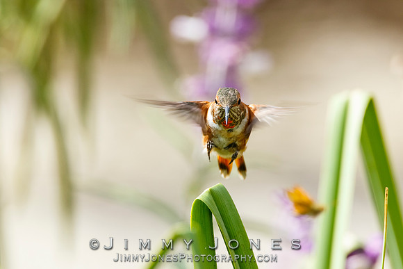 Allen's Hummingbird / Aggressive Butterfly