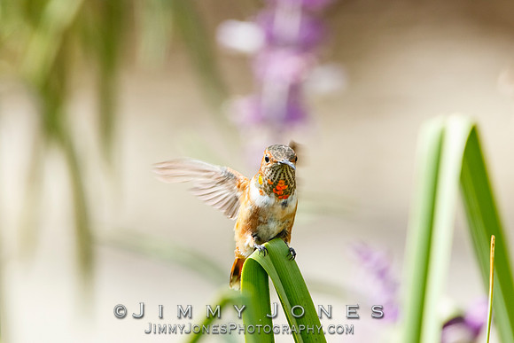 Allen's Hummingbird