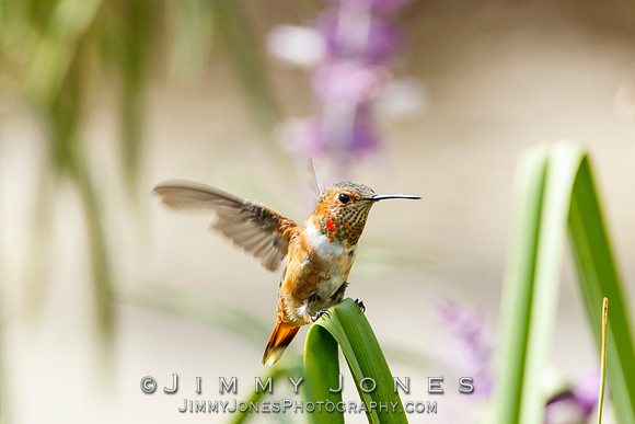 Allen's Hummingbird