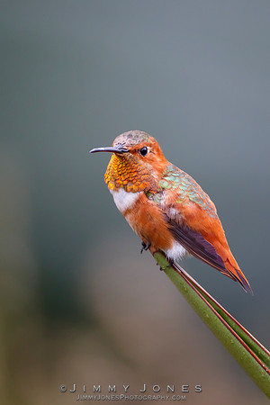 Allen's Hummingbird