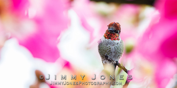Anna's Hummingbird