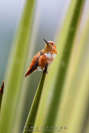 Allen's Hummingbird