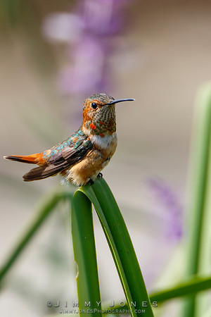 Allen's Hummingbird