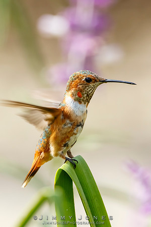 Allen's Hummingbird