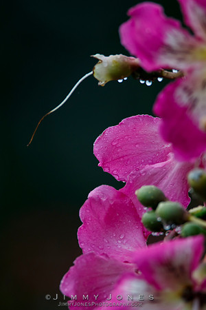 Pink Flowers