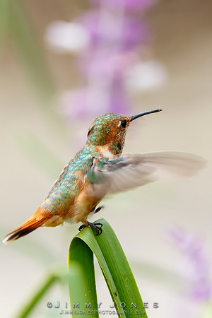 Allen's Hummingbird