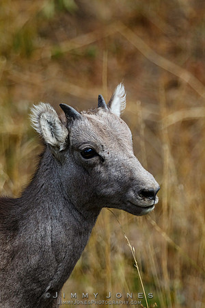 Big Horn Lamb - CS/P0546