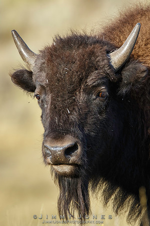 Bison - CS/P0548